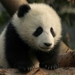Permalink to Pandas Baby-Panda