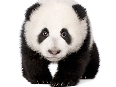 Baby Panda Costume on Panda Bonanza  Researchers Try To Dupe Pandas With Panda Costumes