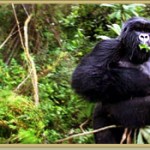 Permalink to Mountain Gorilla Mountain Gorilla