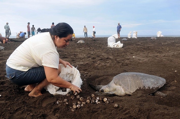 Illegal turtle egg harvest in Costa Rica