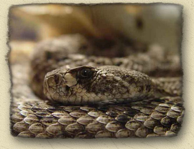 Rattlesnake Roundups