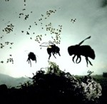 Permalink to Endangered Bees in the UK bee-svanishing