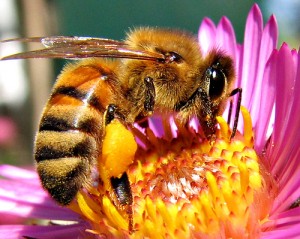 Endangered Bees in the UK