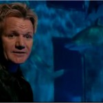 Permalink to Save the Sharks Gordon Ramsey