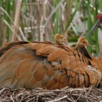 Permalink to Say NO to Sandhill Crane Hunting! sandhill-crane-050106_KMP_1-bruce-moorman-lg