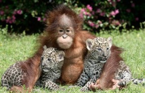 orangutan-leopard-_1377370i1-558x360-1-3