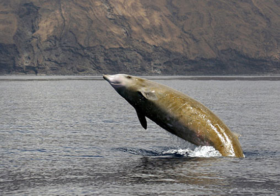 Plastic bag killed Beaked Whale