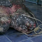 Leatherback Dies From Plastic Bag