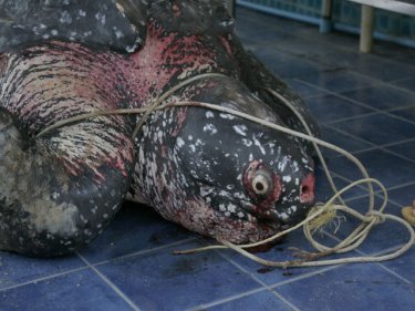 Killer Plastic Bags Choke Rare Leatherback Sea Turtle