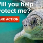 Permalink to Tell Congress to protect Sea Turtles Sea Turtle Help