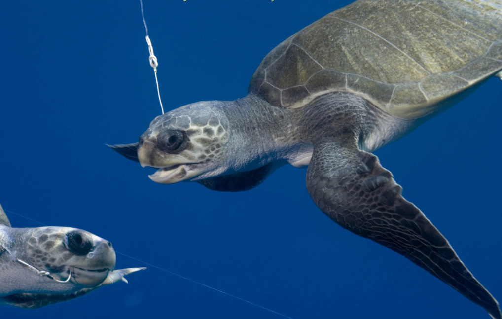 Sea Turtles Need Help | Oceana | | One More Generation