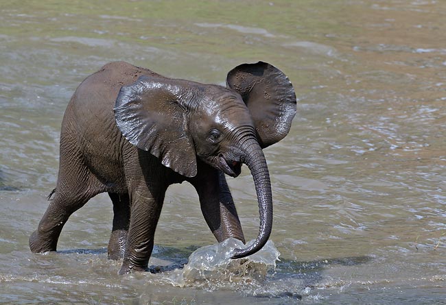 African Elephant