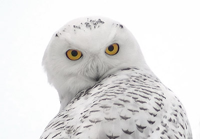 Arctic Owl Flying