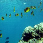Permalink to “Marine Life Facing Mass Extinction, report says” (IPSO) Report t1larg.oceans