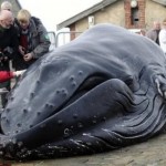 Permalink to Is ocean garbage killing whales? Ocean Garbage Kills Whale