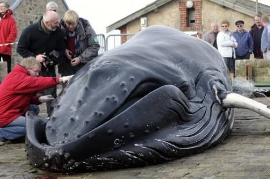Is ocean garbage killing whales?