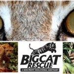Permalink to Big Cat Rescue Needs Your Help Title Page