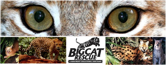 Big Cat Rescue Needs Your Help