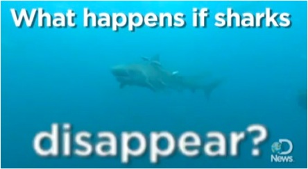 What Would Happen If Sharks Disappeared?