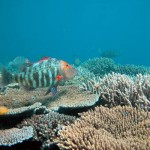 Permalink to SPEAK UP FOR OUR OCEANS acidification2