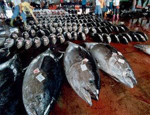 Bluefin Tuna, Oceana, Blue Ocean Institute, Adrian Grenier