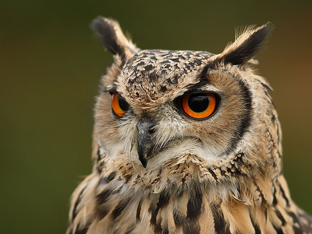 Owl Eagle