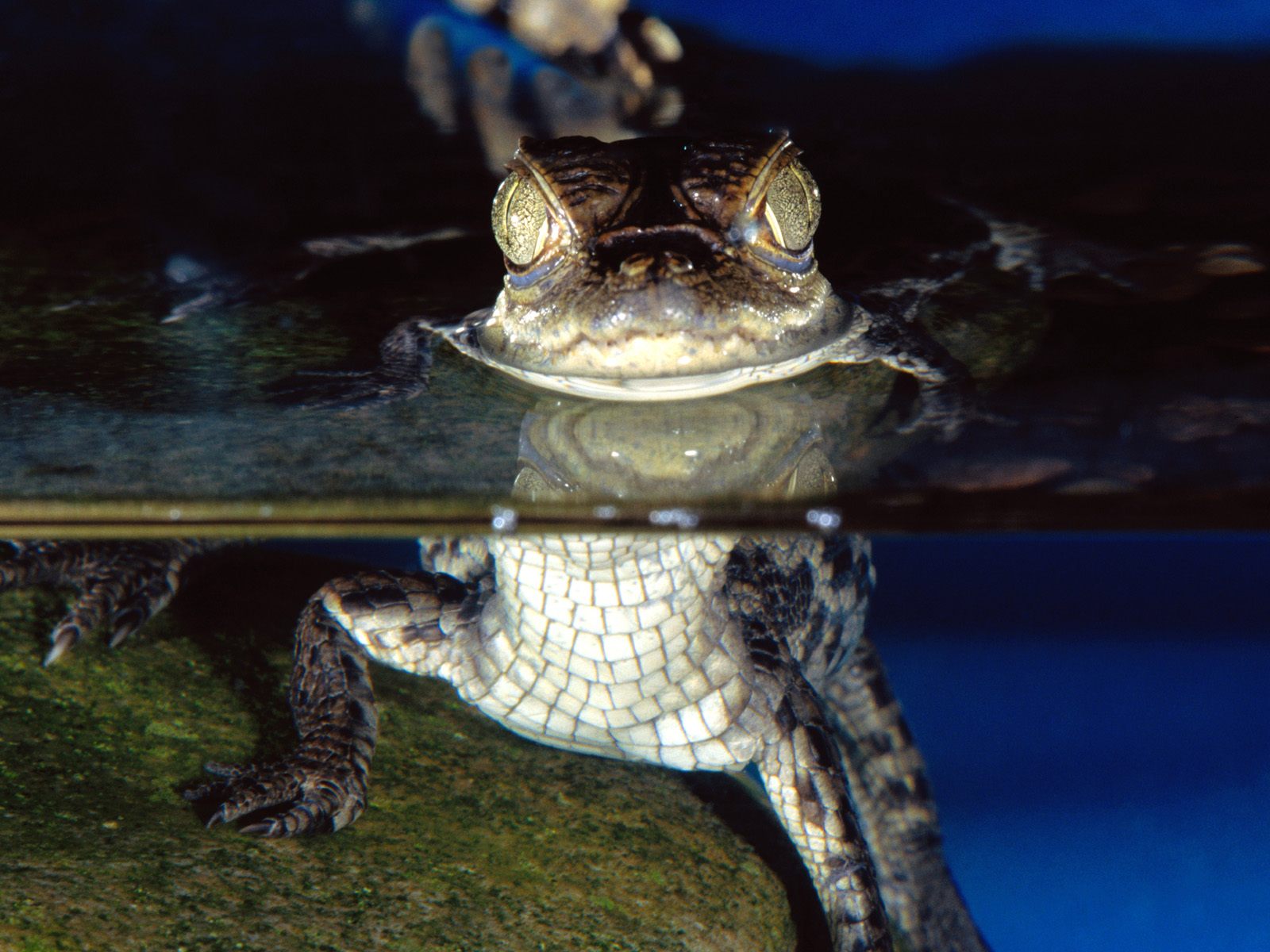 spectacled caiman pictures