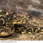 Permalink to Trivia question for Nov-13-2011 Cape puff adder (Bitis arietans) from South Africa, photographed under controlled studio conditions.