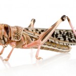 Desert locust - Schistocerca gregaria