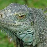 OMG Trivia 12-04-11