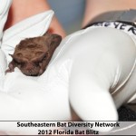 Permalink to 2012 SBDN (Southeastern Bat Diversity Network) Bat Blitz EP7_6768 copy