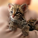Permalink to Iriomote Cat – Living Fossils Iriomote Babies