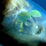pacific-barrel-eye