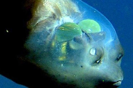 See the Strangest Animal on the Planet – The Pacific Barreleye!