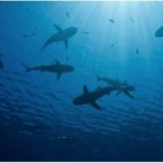 Permalink to Shark Awareness Day Web image