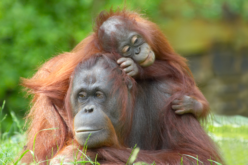 Orangutan Letter Writing Campaign